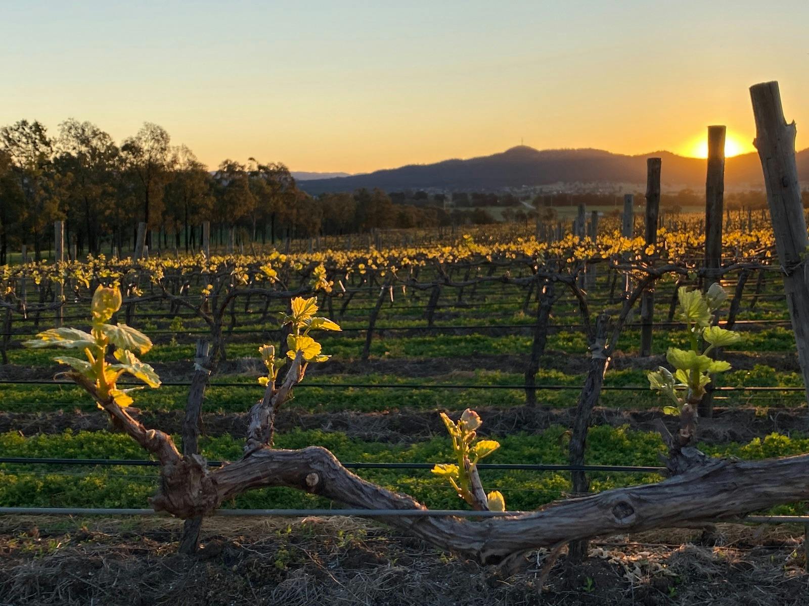 Spring bud burst in sun set