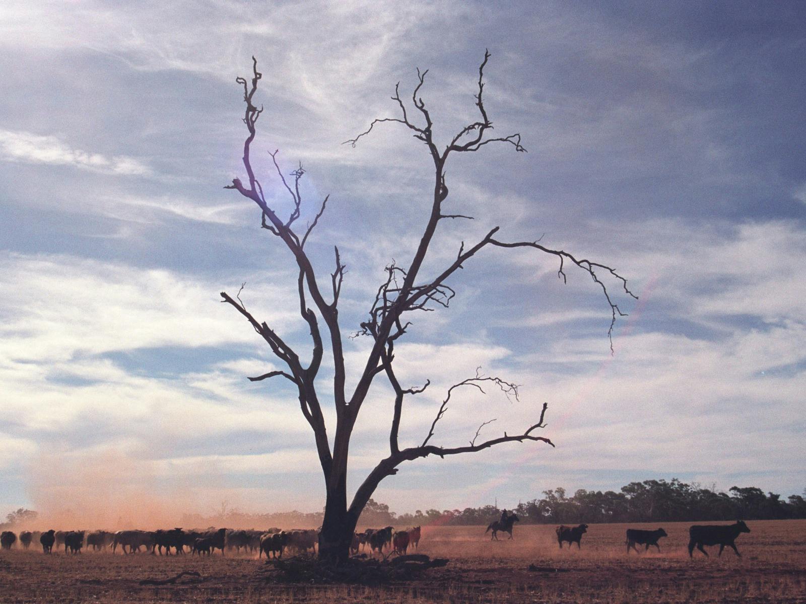 Bare tree growing in barren landscape