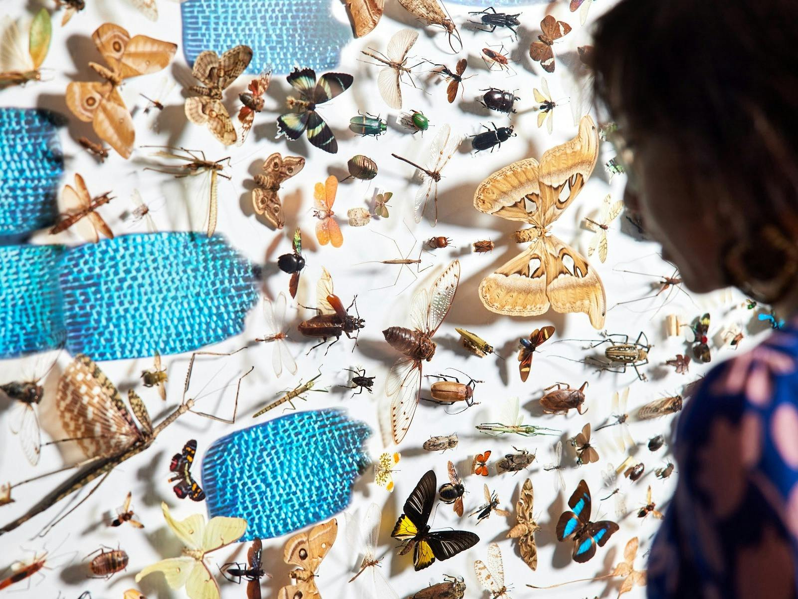 Woman looking at butterfly specimens in exhibition