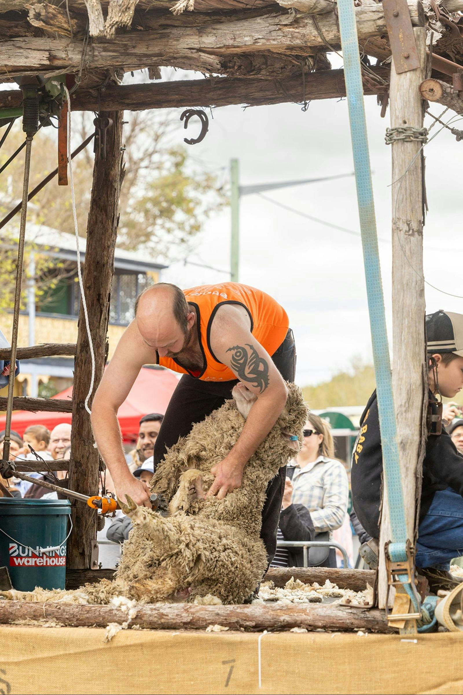 Sheep shearer shearing a sheep