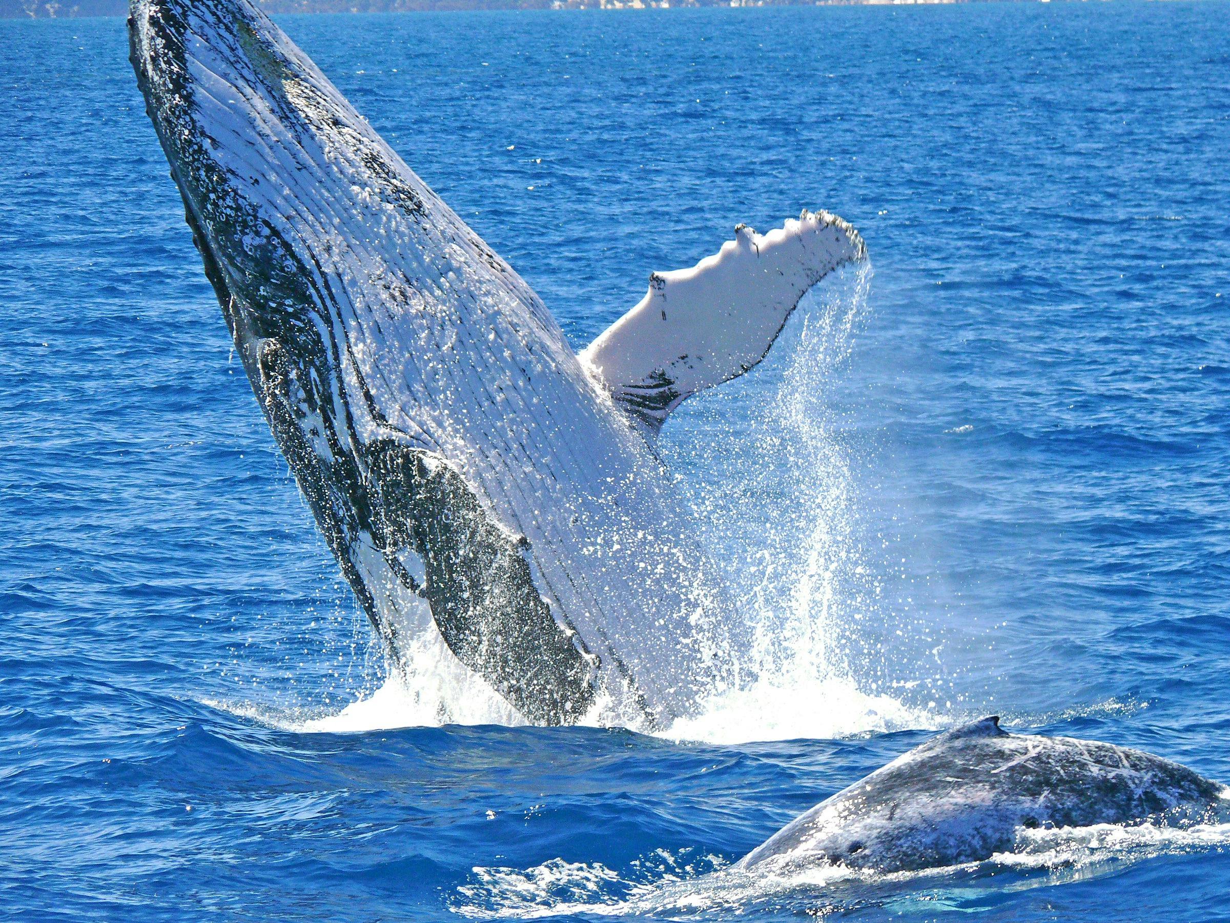 Sovereign Lady Charters - Offshore Whale Watching