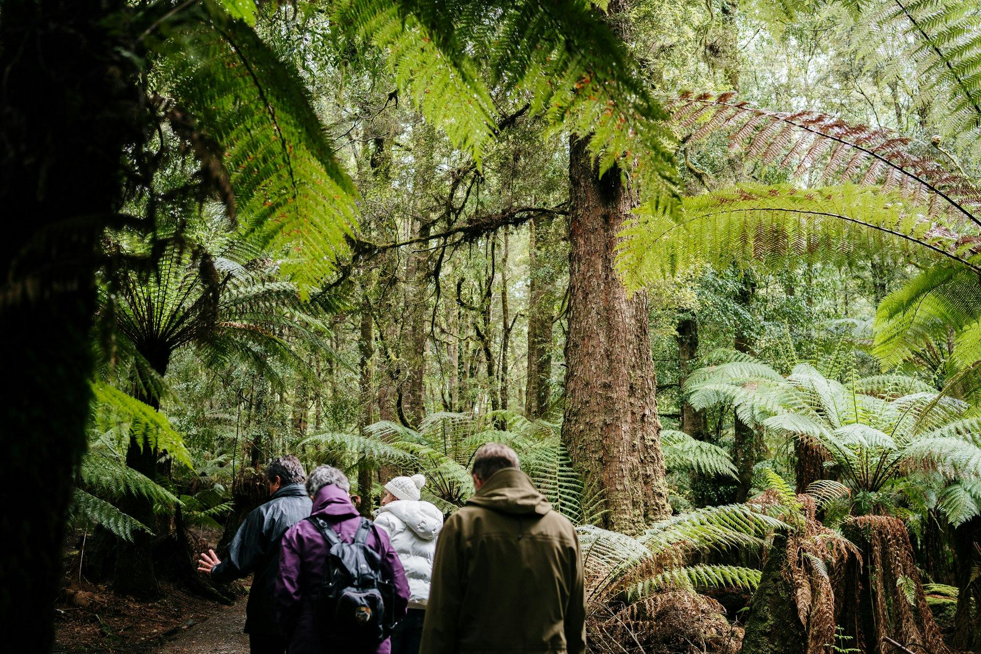 Rob leading group through the cool-temperate rainforest as he talks