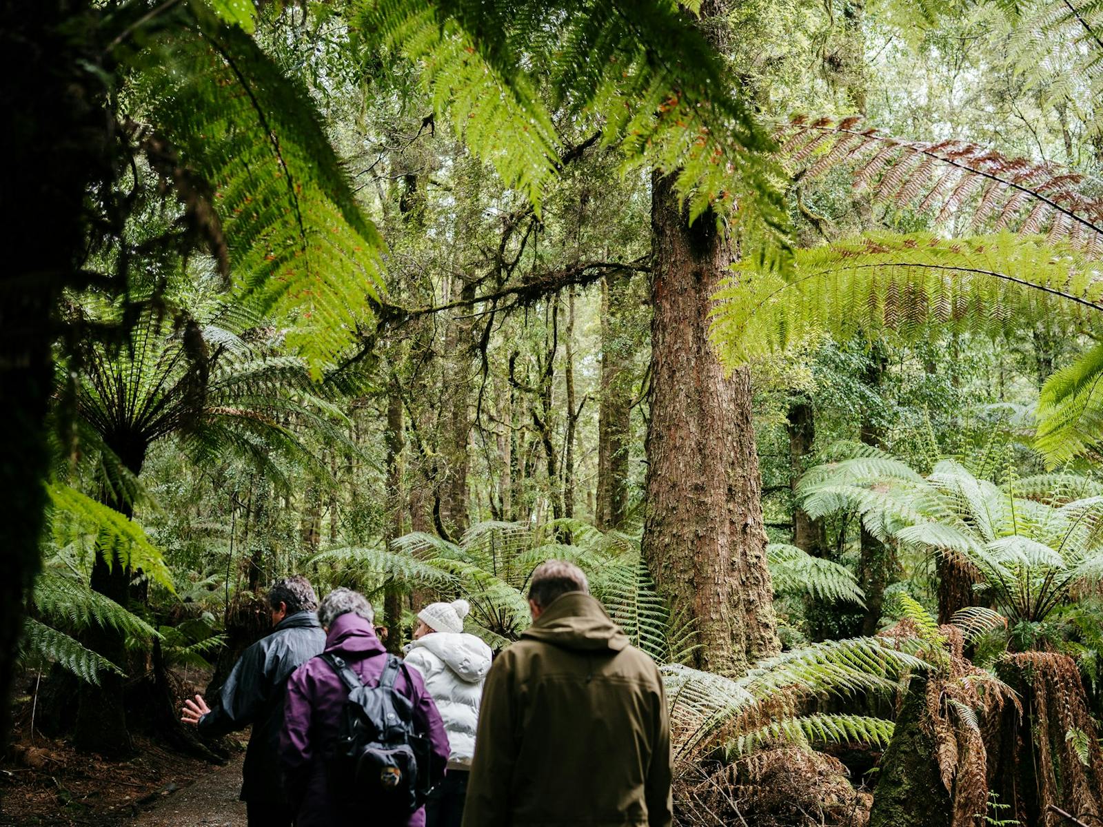Rob leading group through the cool-temperate rainforest as he talks