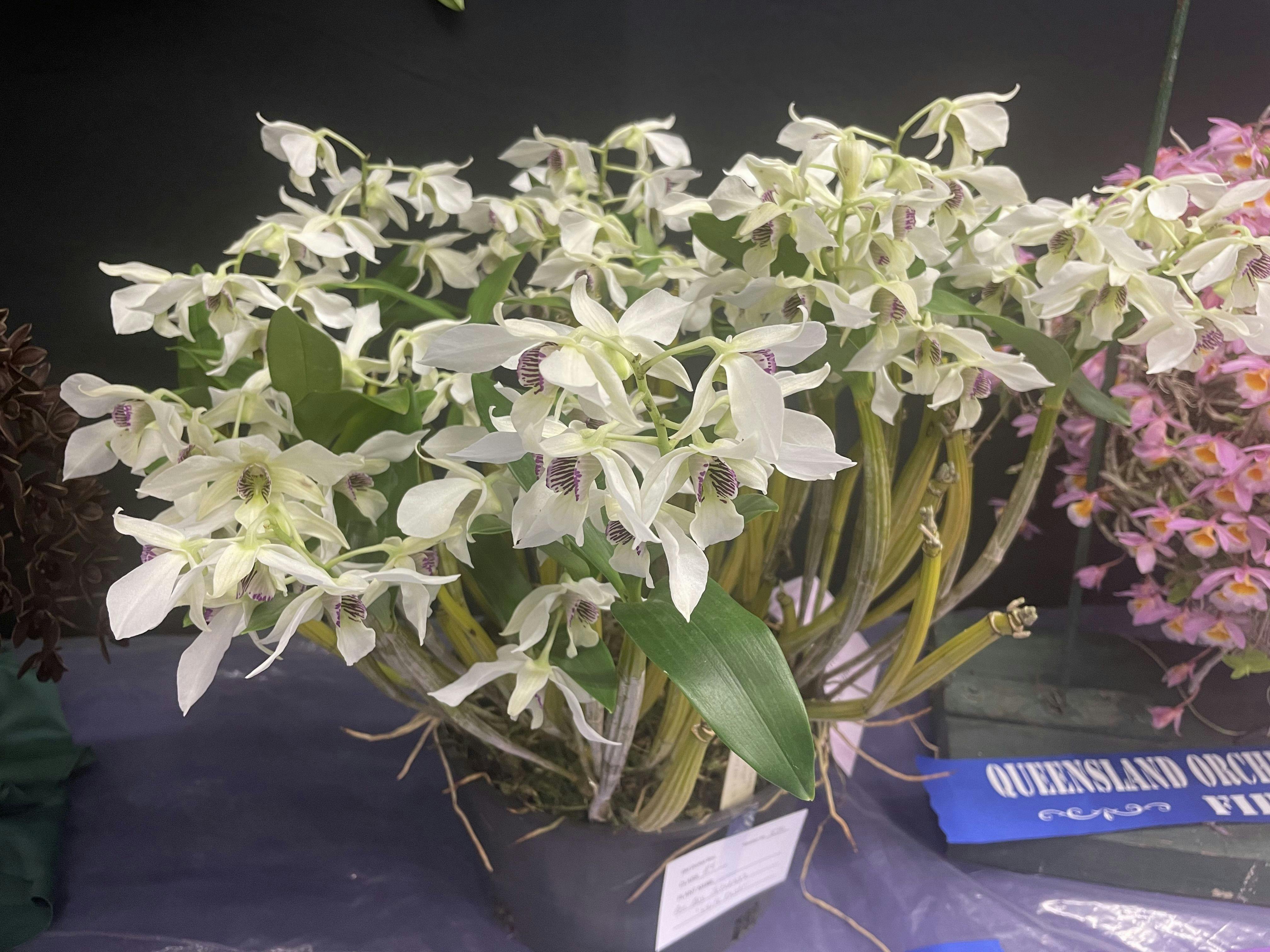 Champion Dendrobium last show