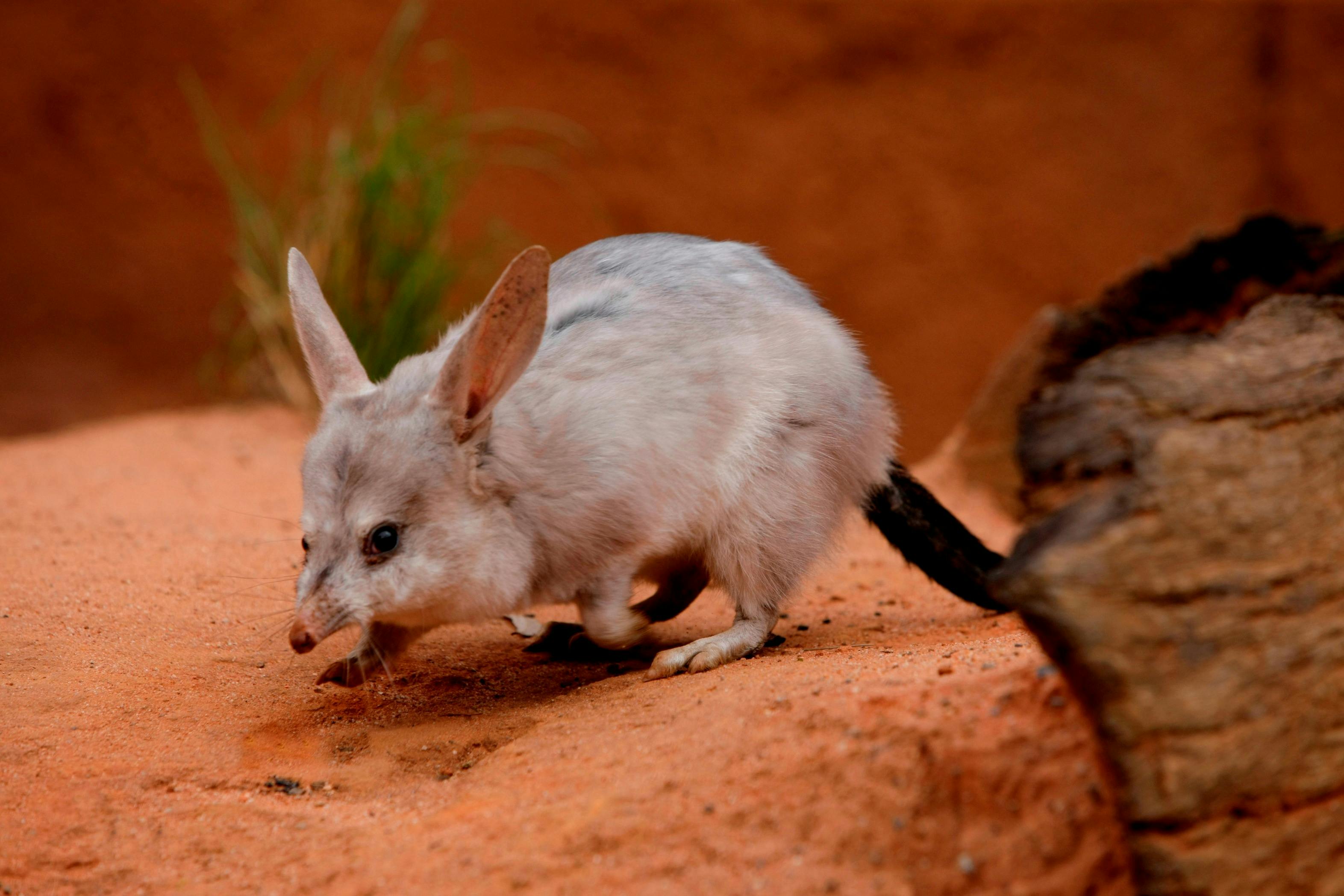 Easter Bilby Week at Dreamworld