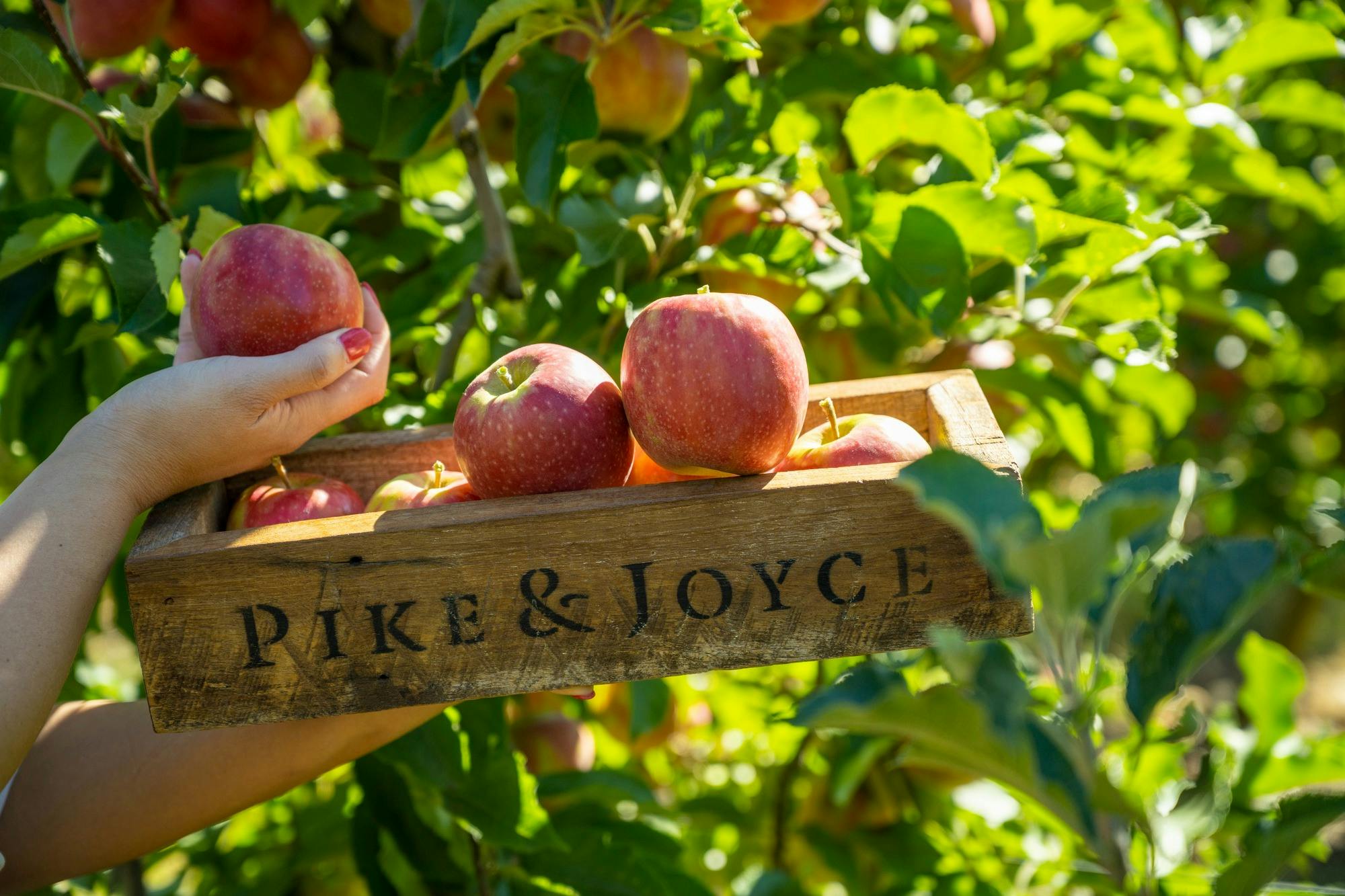 Lenswood  Pink Lady Apples