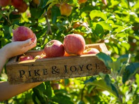Pink Lady apples feature in the menu at Pike & Joyce wines, grown by Joyson Orchards