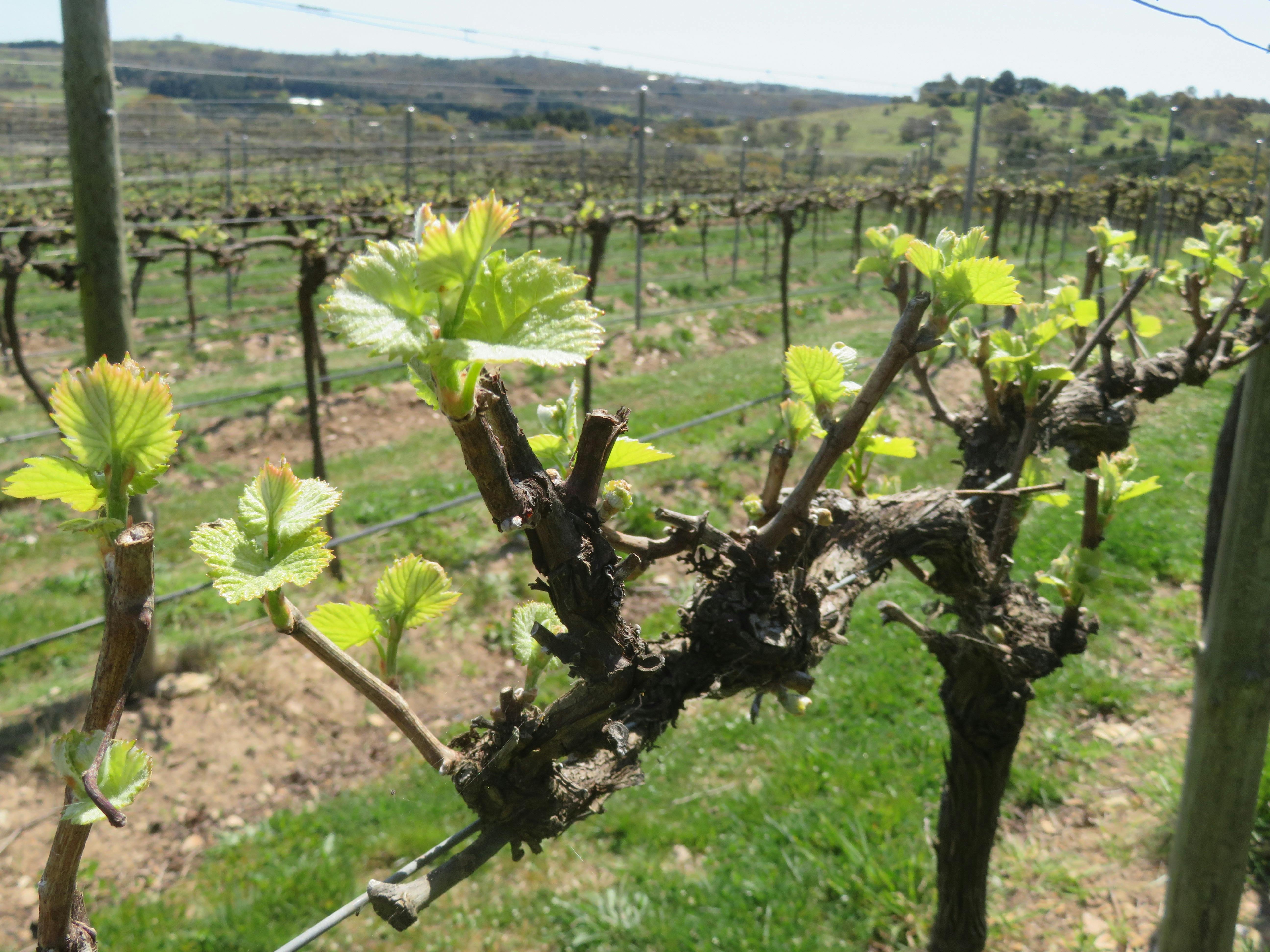 Canberra Winery tour Canberra sights and winery tours Canberra Vineyard tour