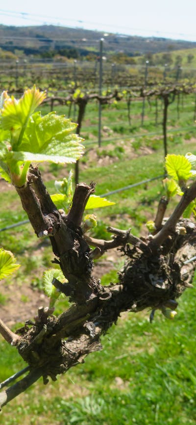 Canberra Winery tour Canberra sights and winery tours Canberra Vineyard tour