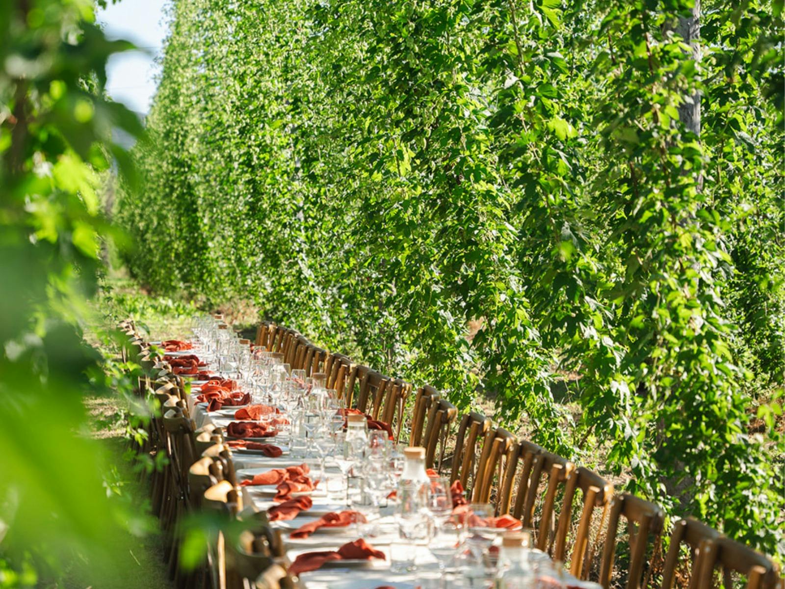 Ryefield Hops - Dine in the Bines