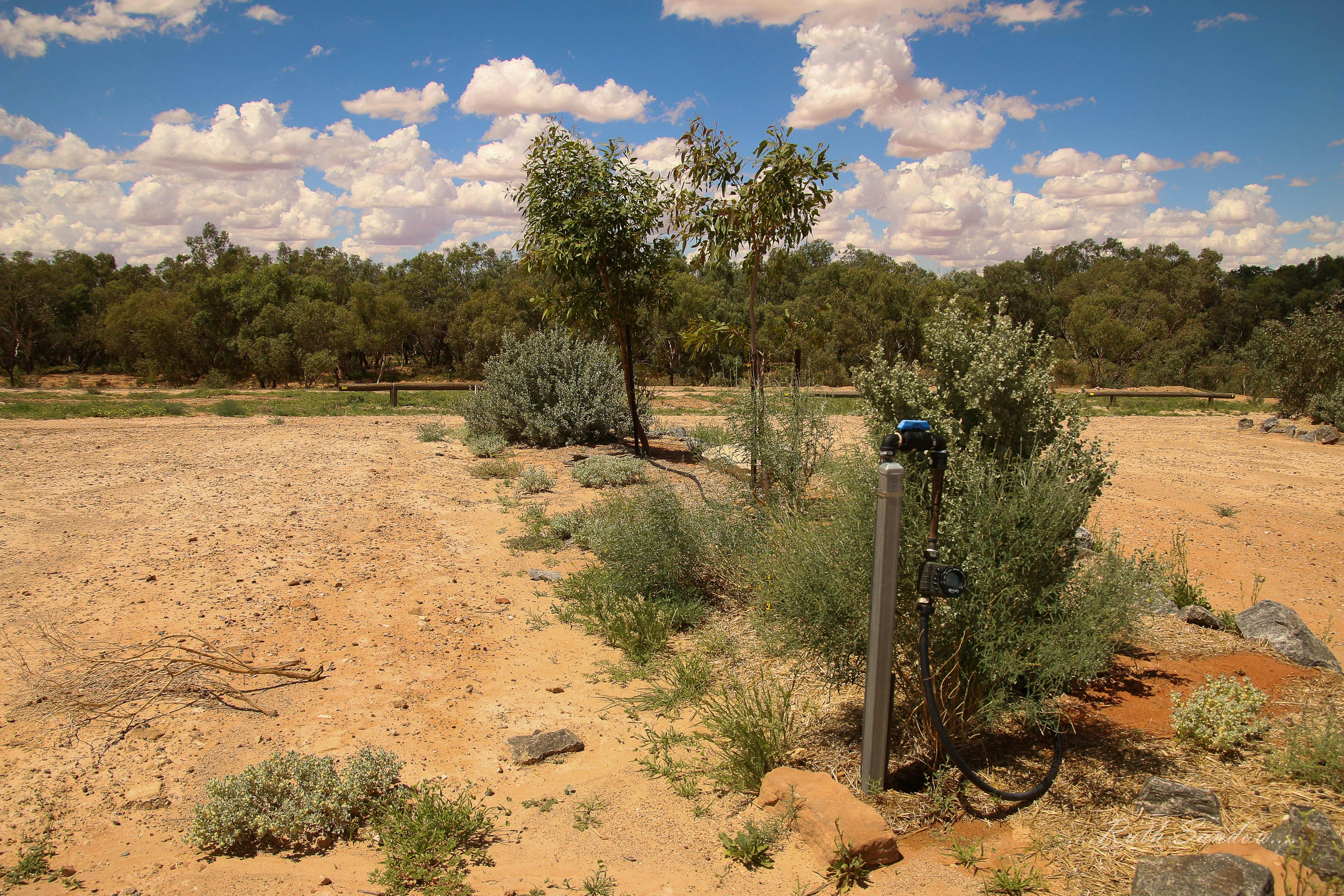 Garden bed, Milparinka