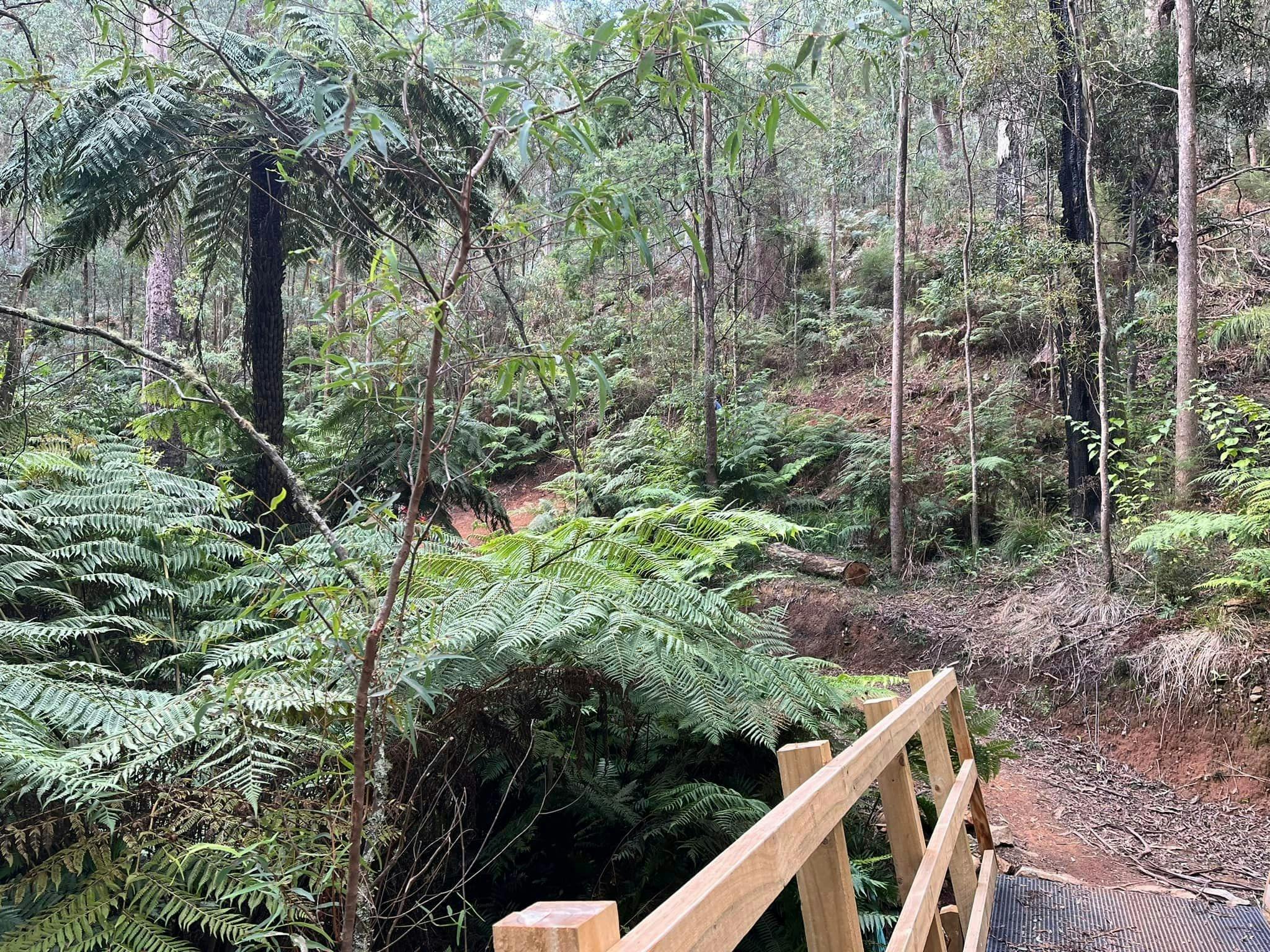 Bridge and Forest - Indigo Epic Trail