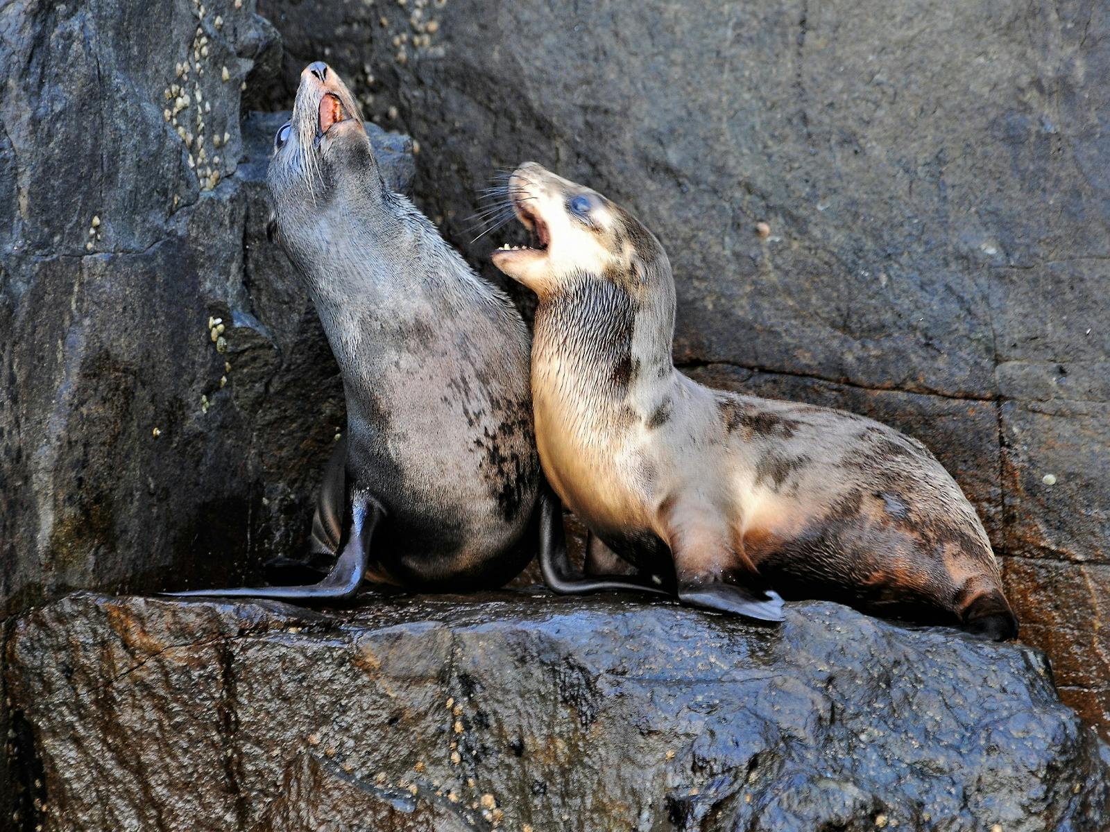 tasmania wildlife 01