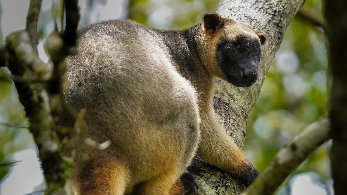 Atherton tablelands adventure private tour, spotting wildlife tree kangaroo