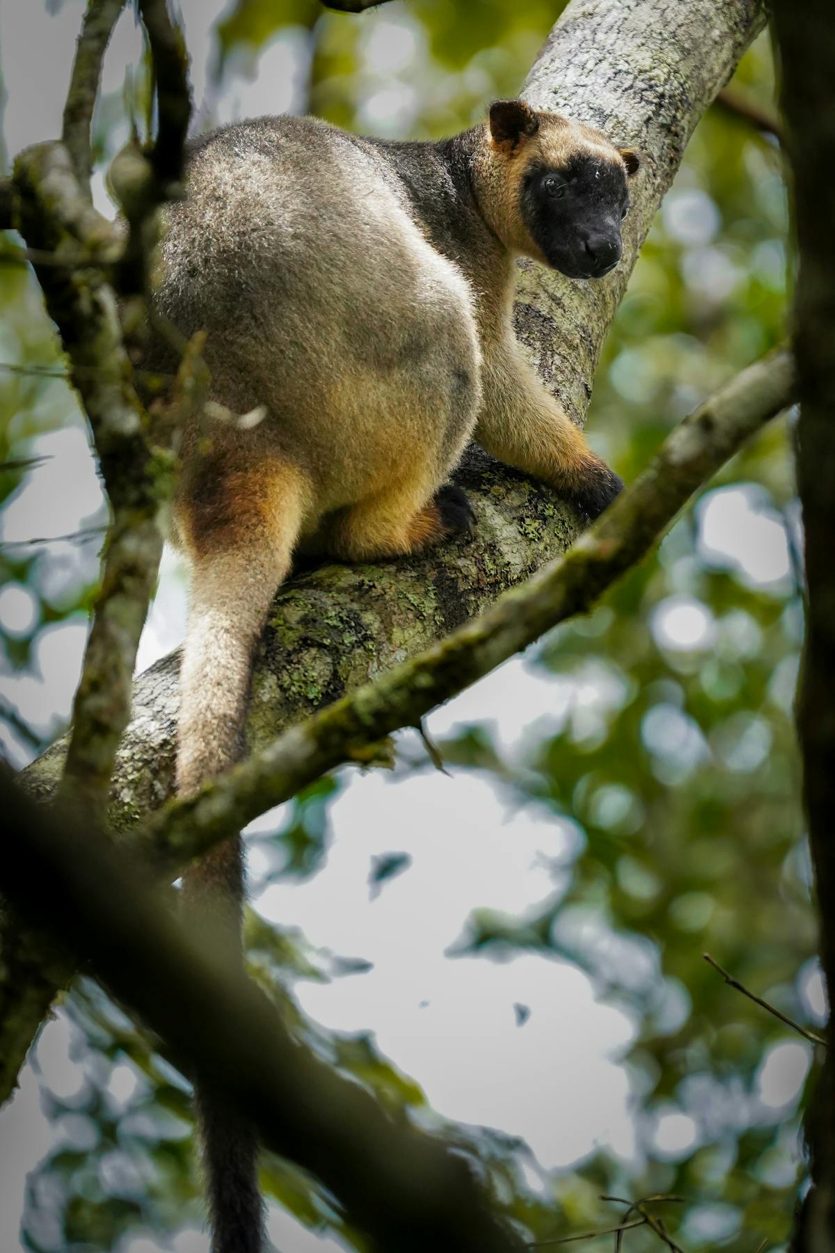 Atherton tablelands adventure private tour, spotting wildlife tree kangaroo