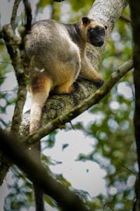 Atherton tablelands adventure private tour, spotting wildlife tree kangaroo