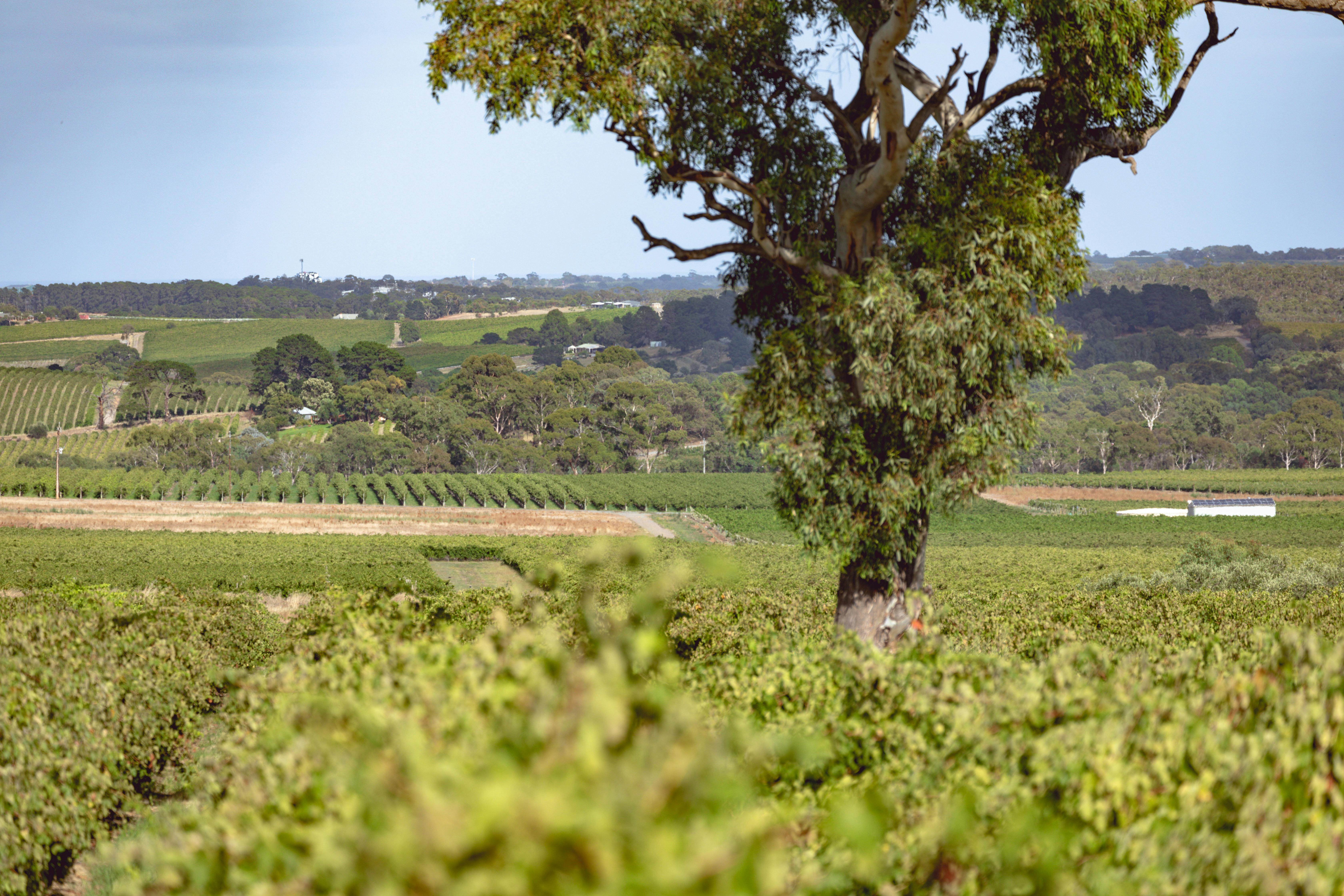 Hugo Wines
