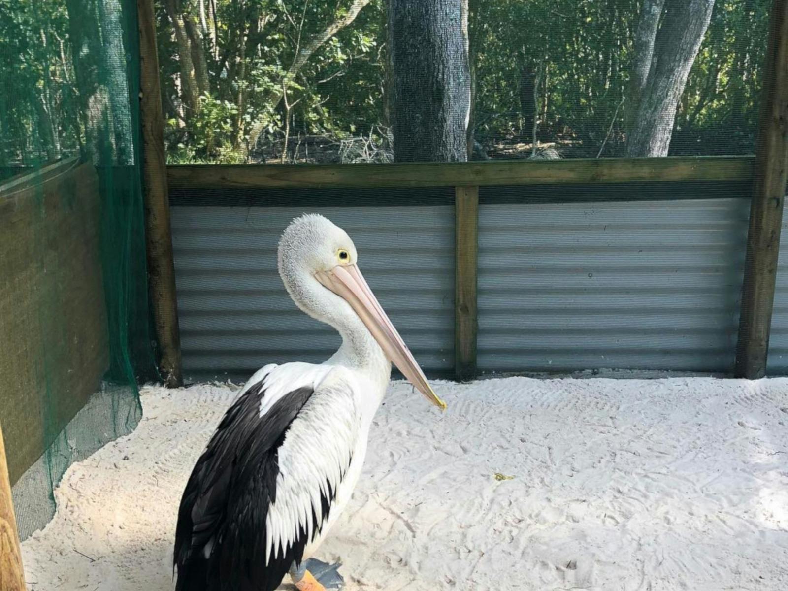 A Large black and white water bird with a long beak and a large throat pouch for catching fish.