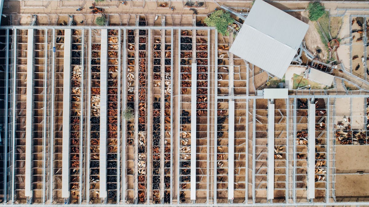 Great aerial of the cattle in the salyards.