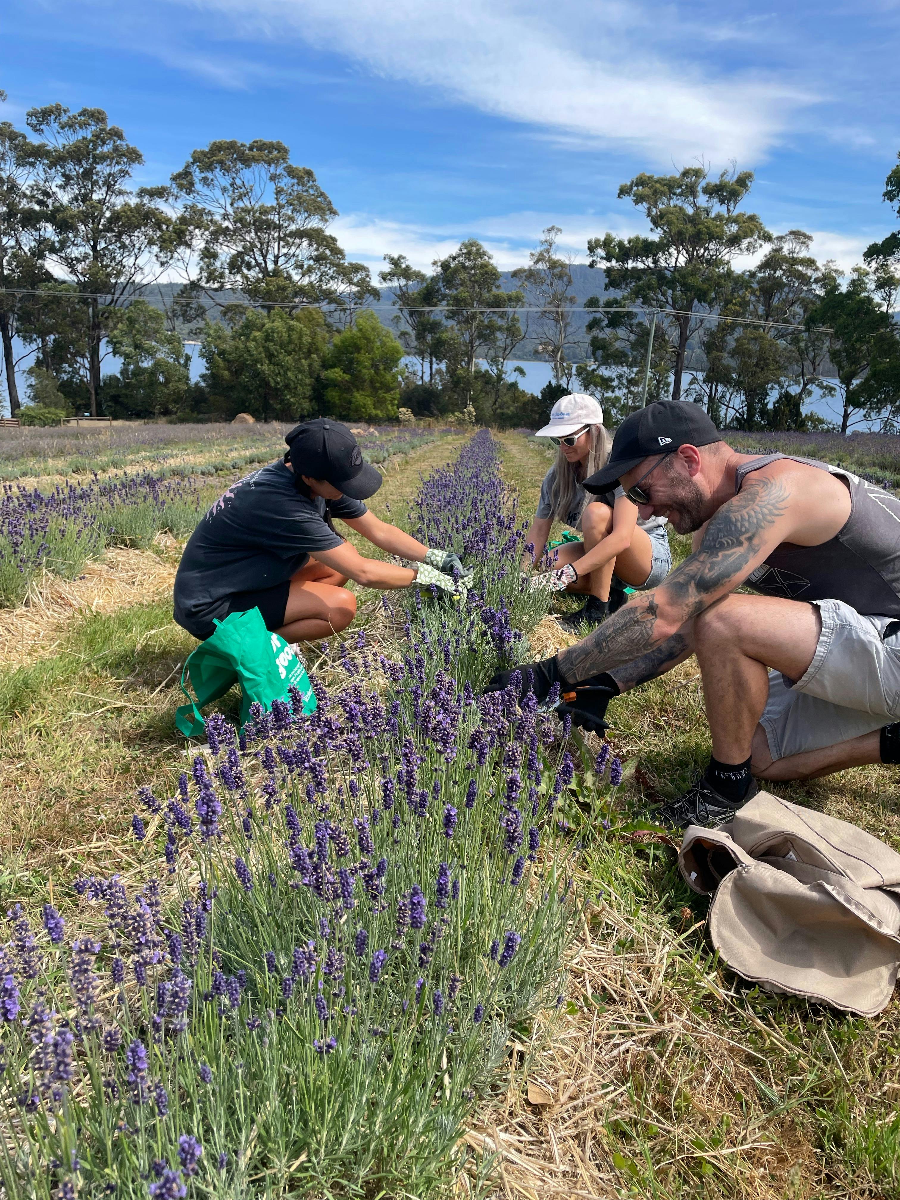 Lavender Goat Farm
