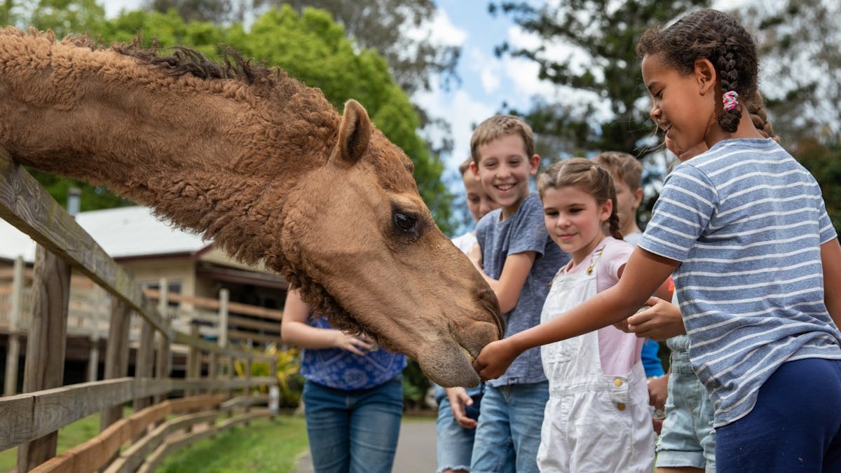 "Children feeding Gypsy the camel at White Ridge Farm, smiling and enjoying the hands-on experience.