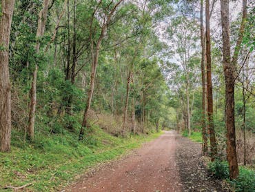 Mary Valley Rail Trail Rain Forest Mary Valley Rail Trail Rain Forest