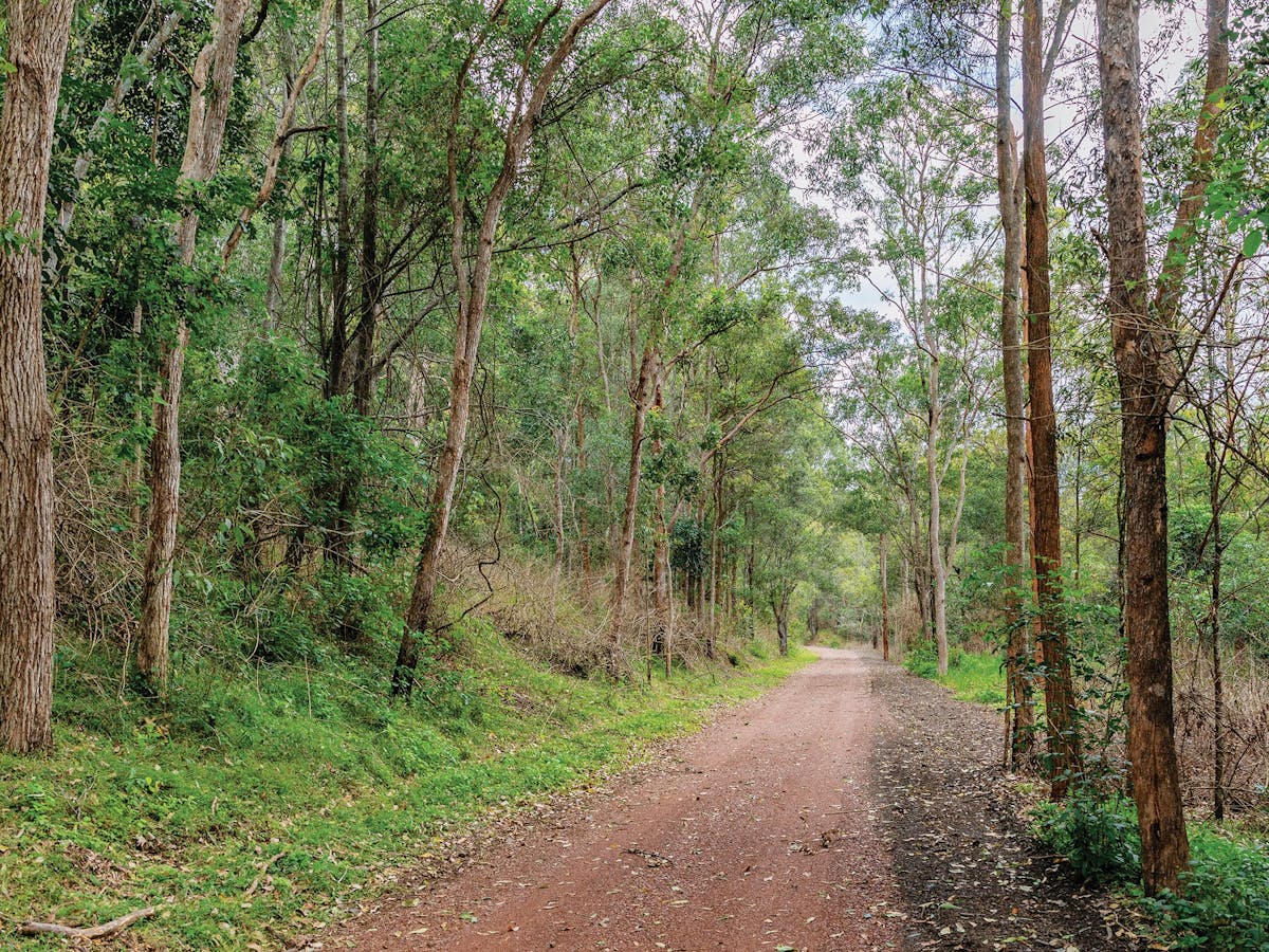 Mary Valley Rail Trail Rain Forest