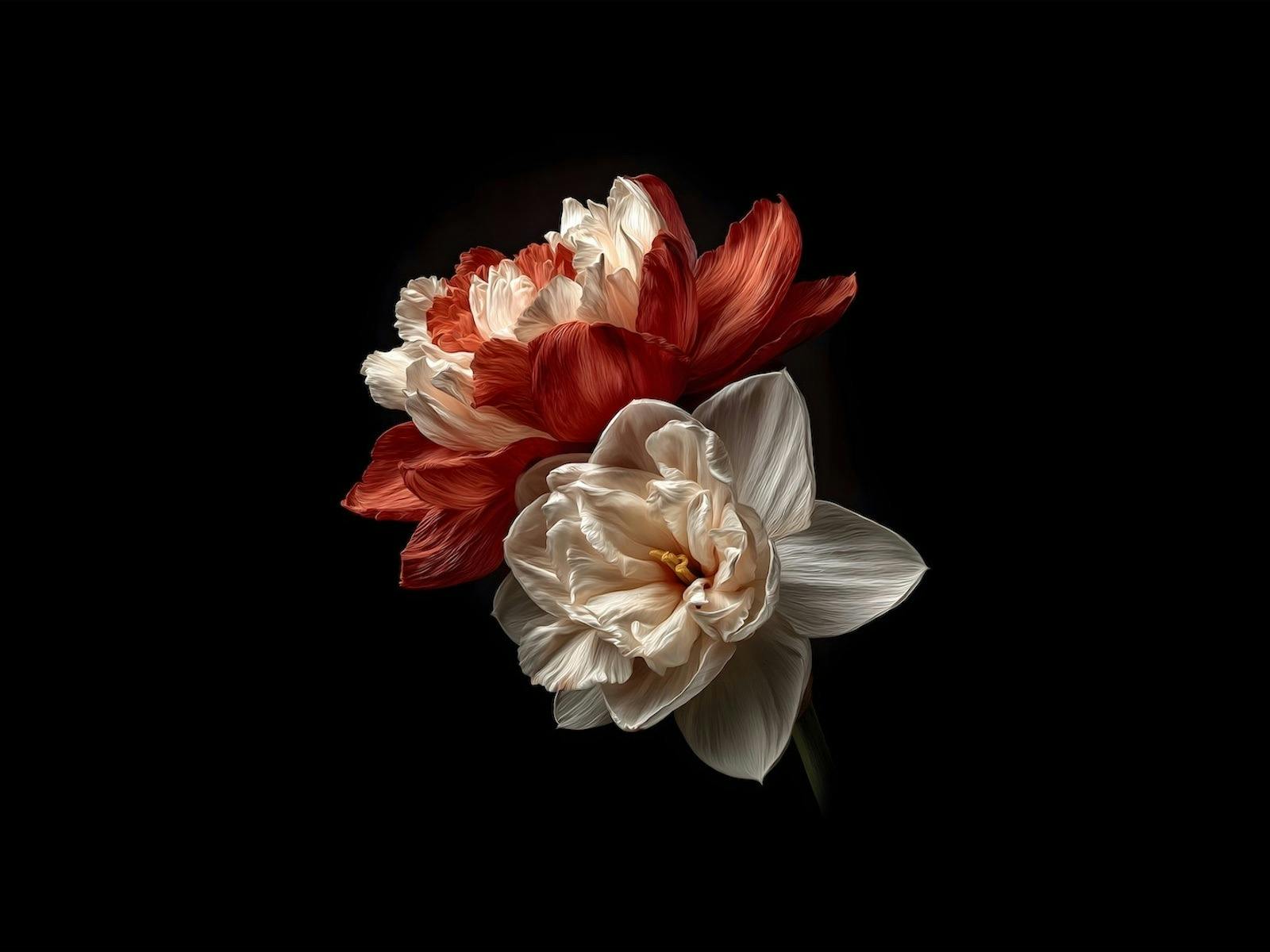a red a white flower on a black background