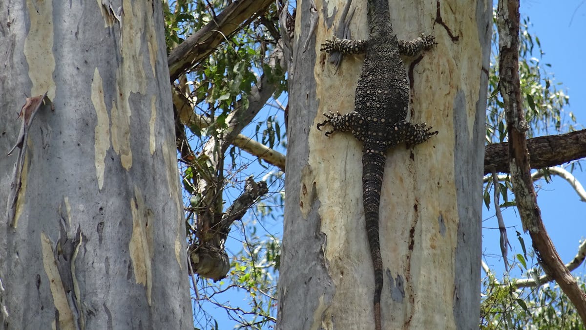 Iconic Australian Wildlife