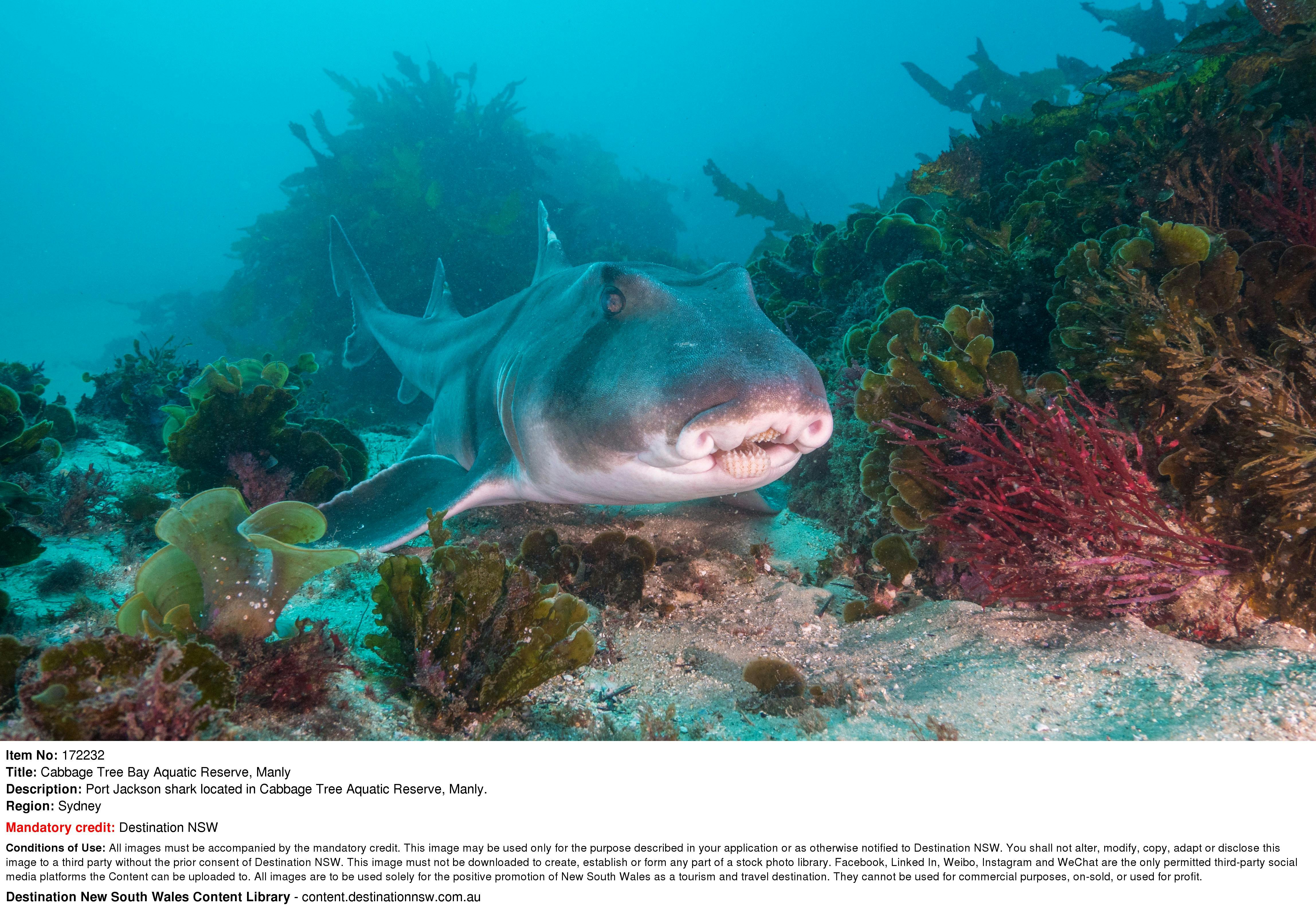 Snorkeling in Cabbage Tree Bay, Port Jackson shark