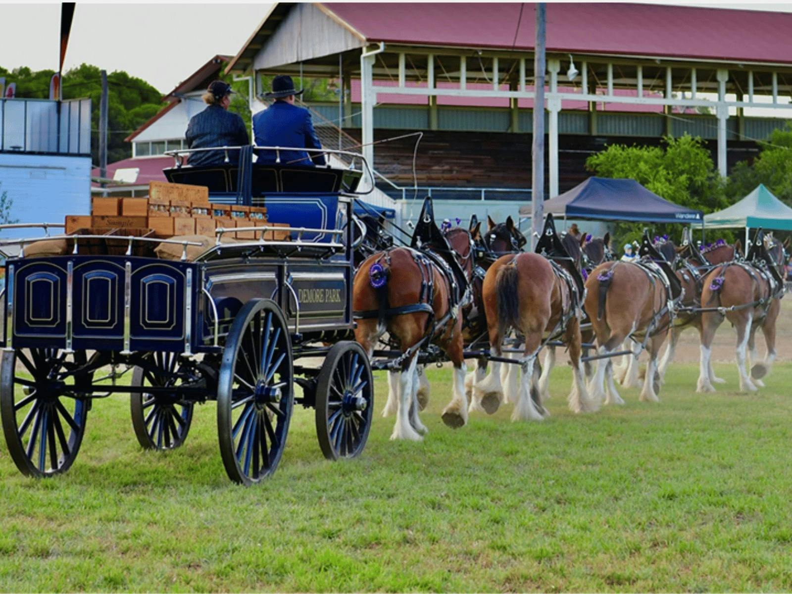 Horse-drawn carriage team competing at the Mudgee Showground.