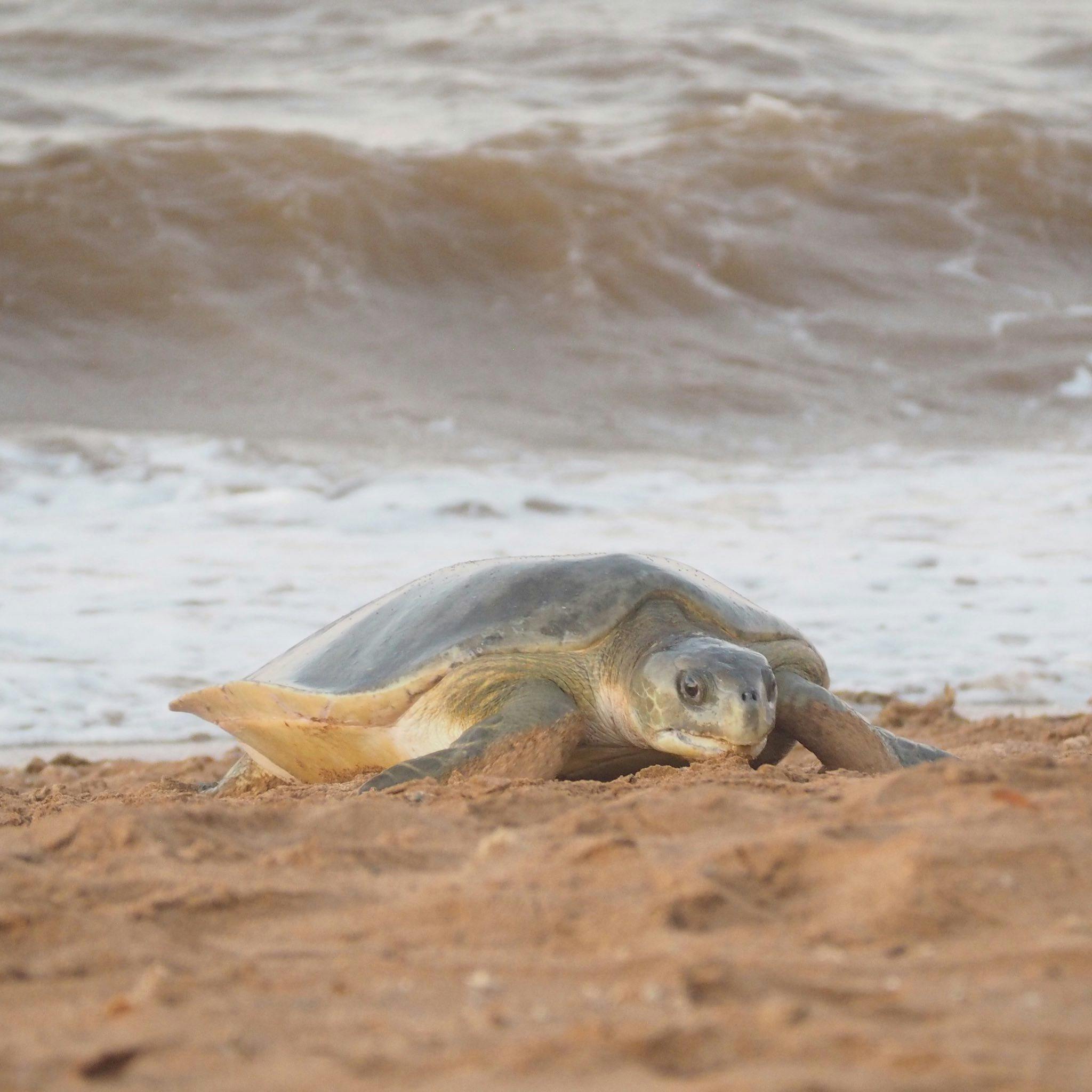 Flatback Turtle Nesting and Hatching Port Hedland