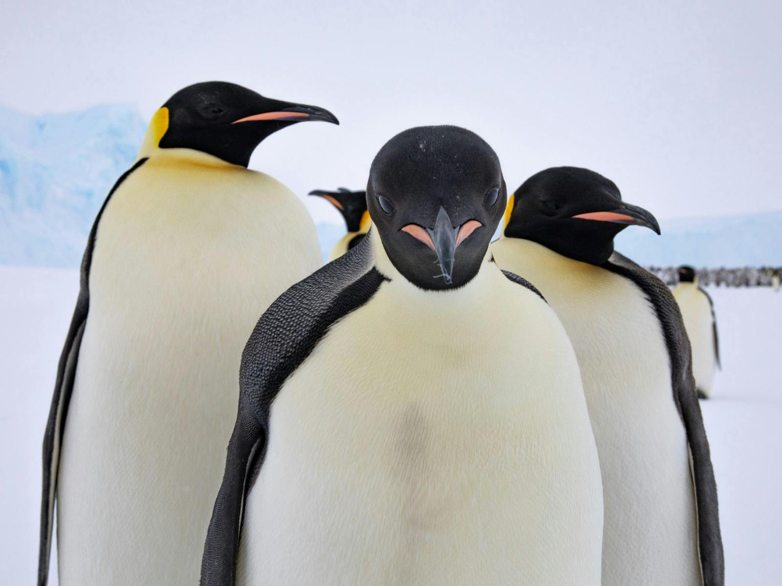 Four emperor penguins stand on snow with an icy background, facing the camera in close formation.