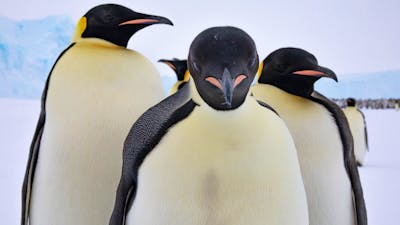 Four emperor penguins stand on snow with an icy background, facing the camera in close formation.