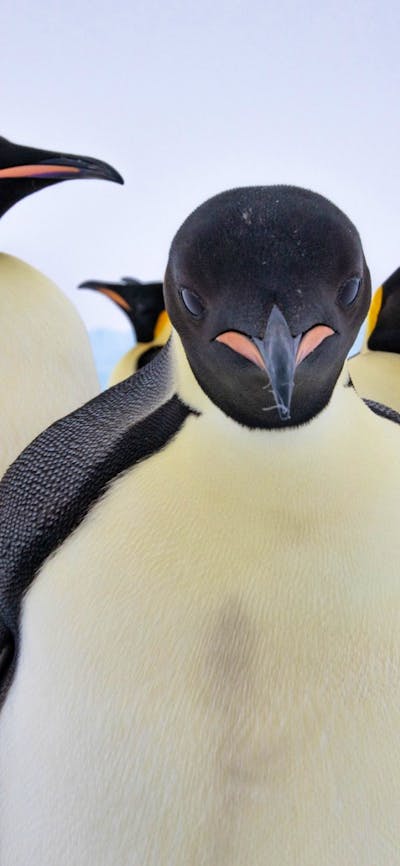 Four emperor penguins stand on snow with an icy background, facing the camera in close formation.