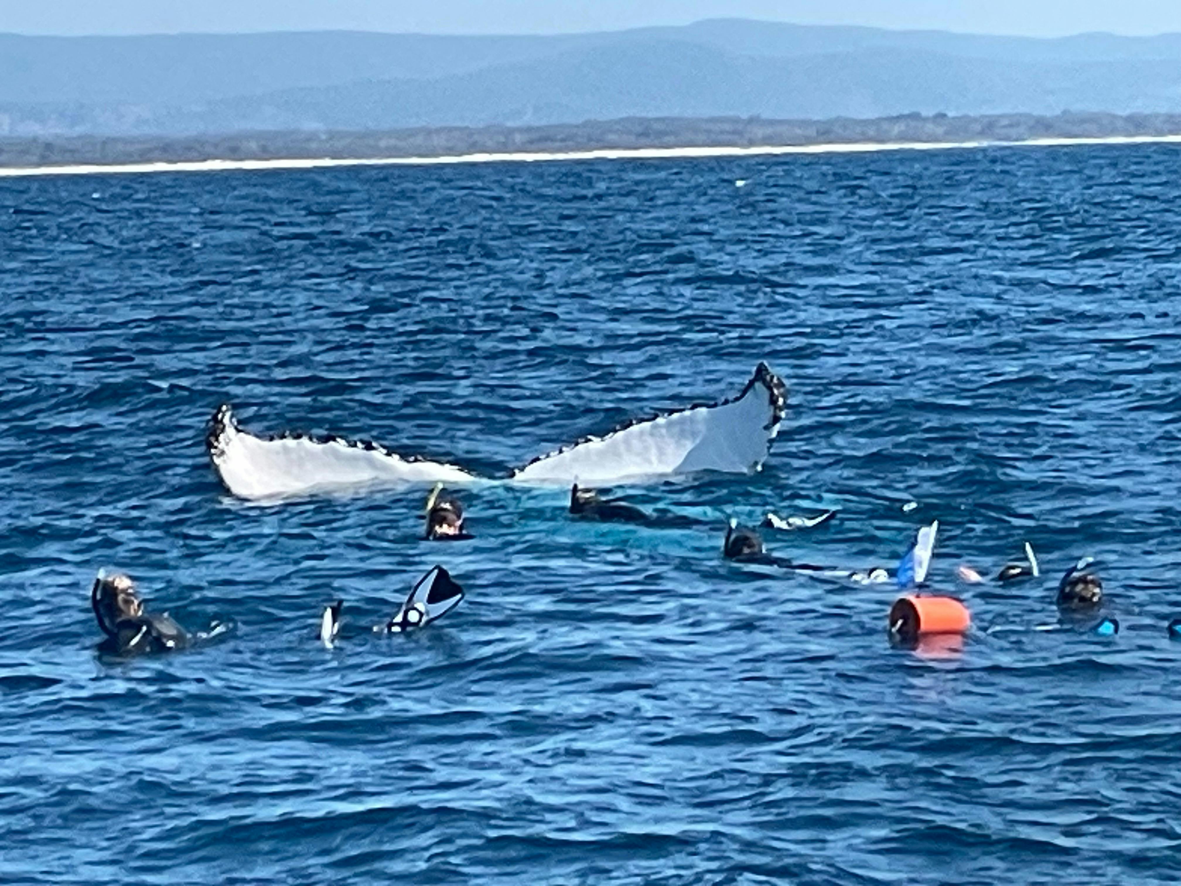 Swim with Whales