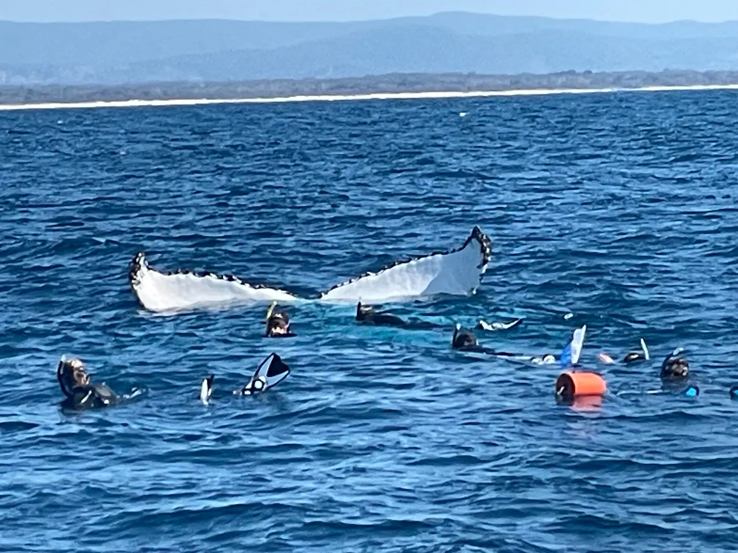 Swim with Whales