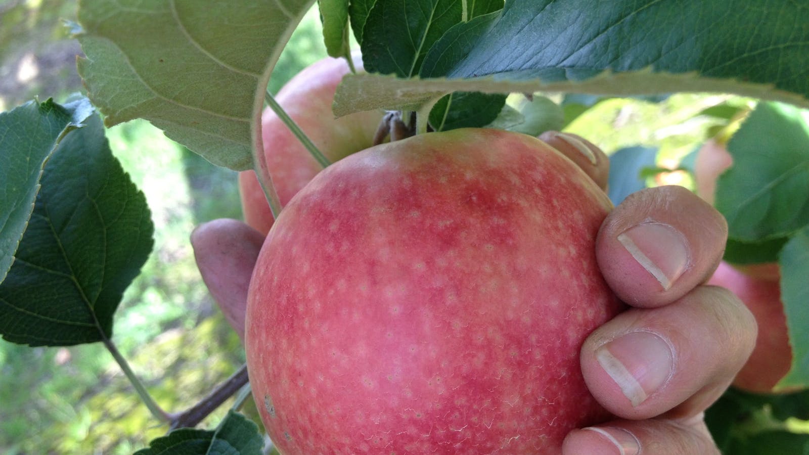 Darkes Glenbernie Orchard