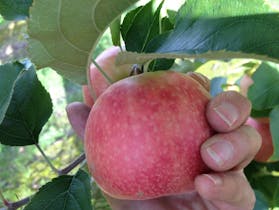 Darkes Glenbernie Orchard