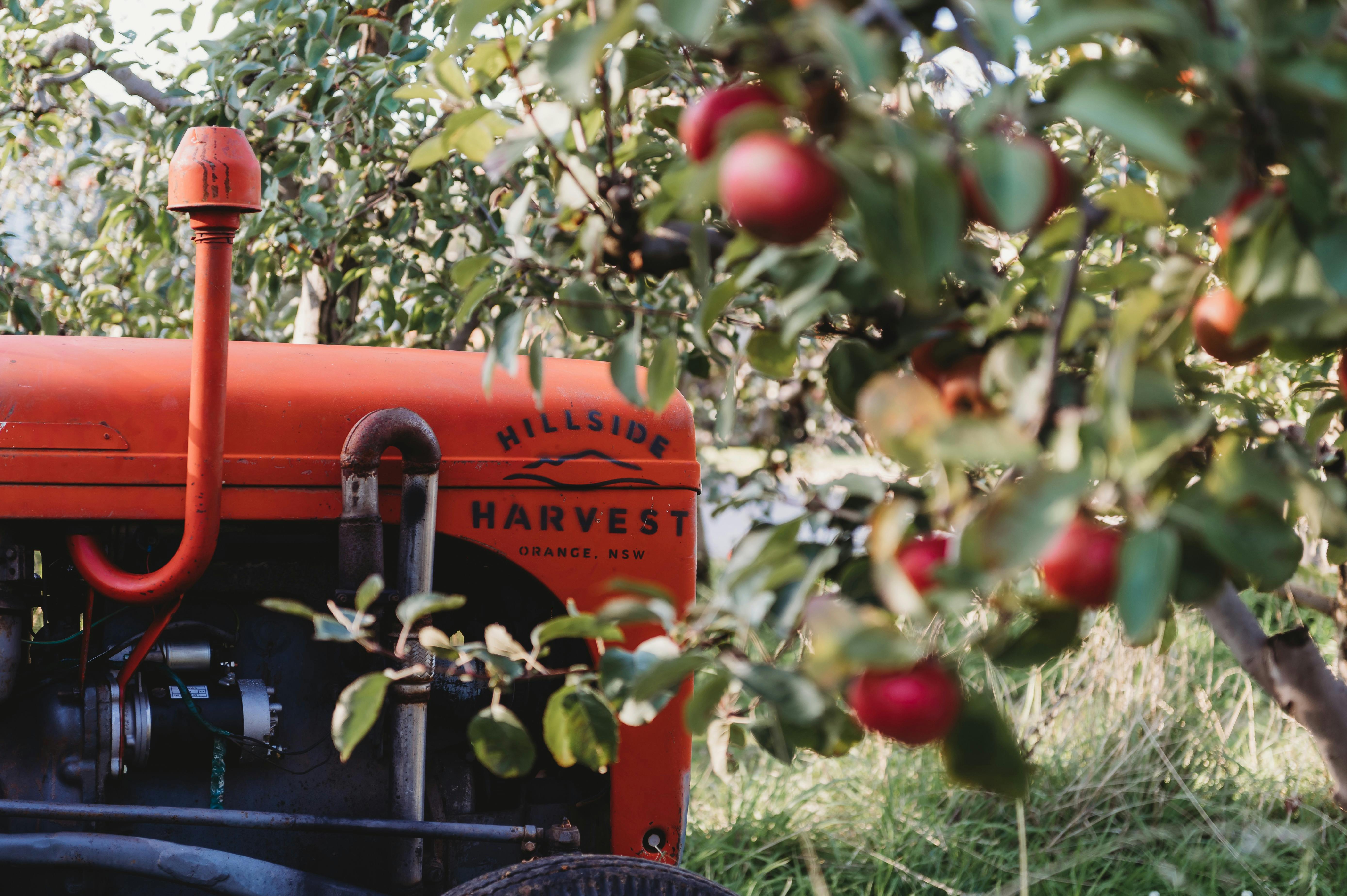 Red Hillside Harvest tractor in the apples trees during harvest