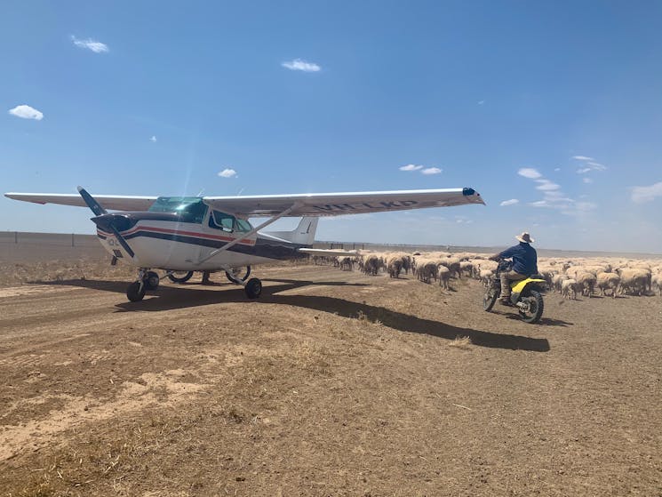 Predominantly a merino sheep station, we do also run rangeland goats, on the station.