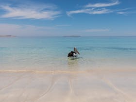 Swimming Pelican on clear blue waters at a beach in Memory Cove