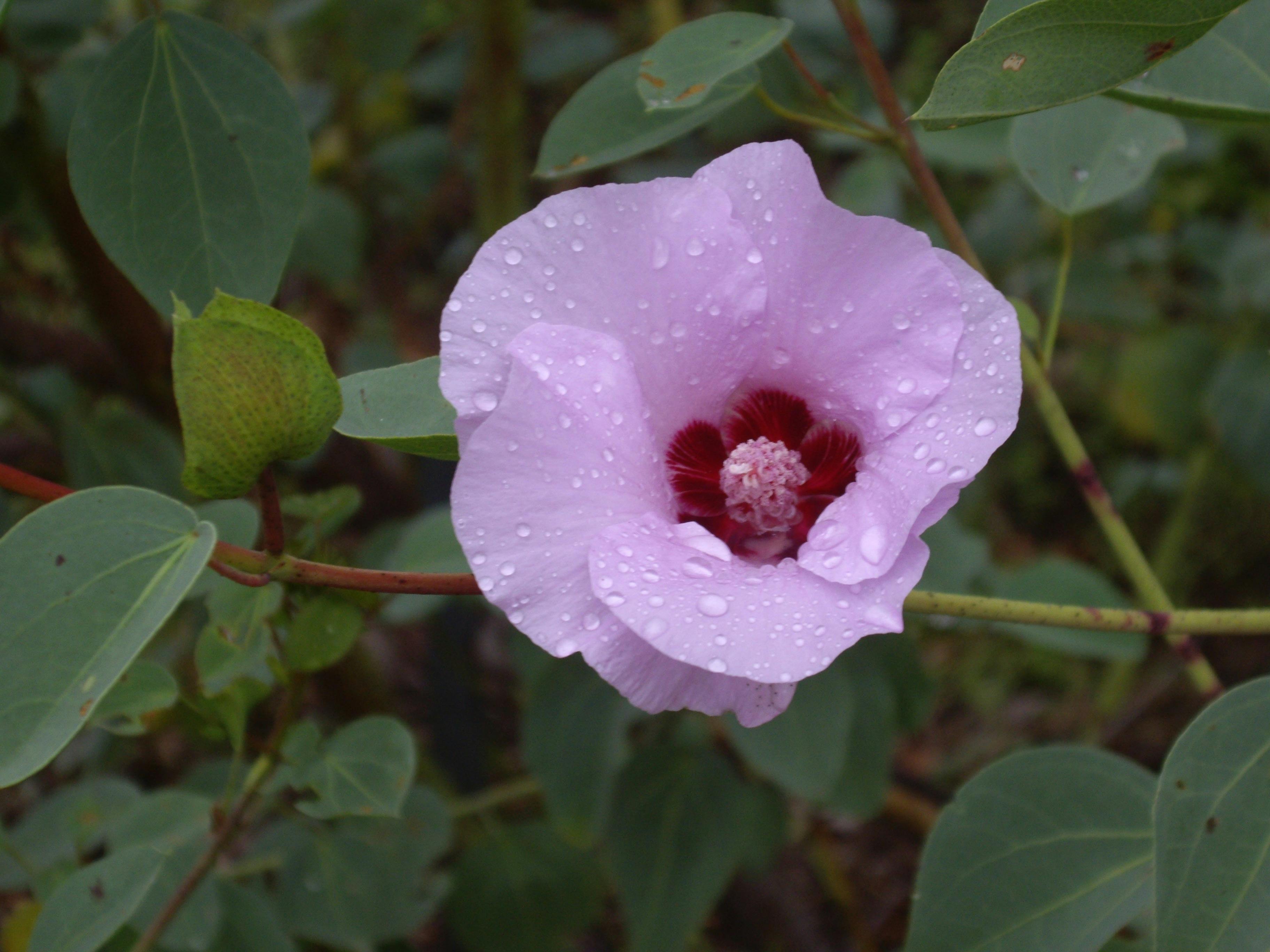 Sturt's Desert Rose (Gossypium sturtianum)