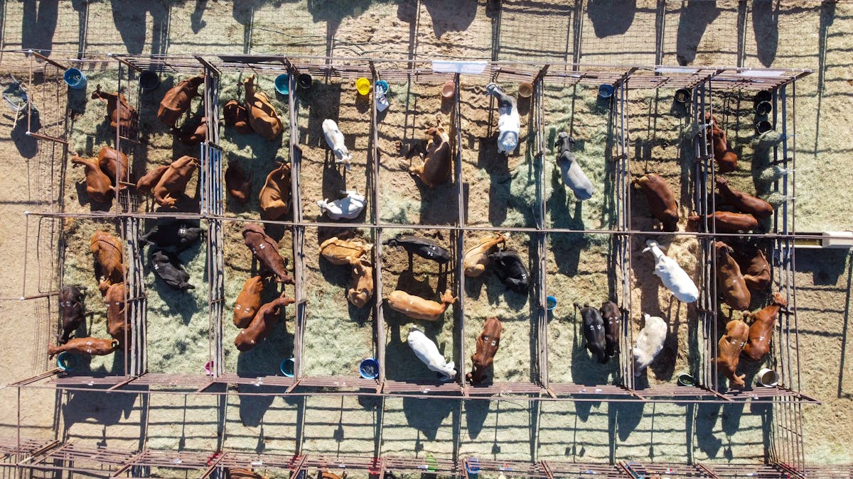 Arial photo of cattle in pens