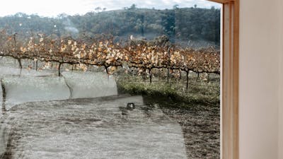 Waking up in Dinny, with vines at the foot of your bed.