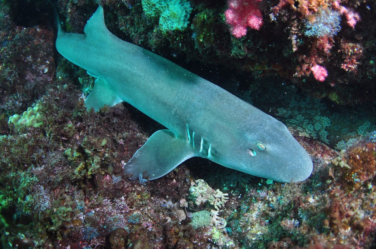 Middle Reef Dive Site