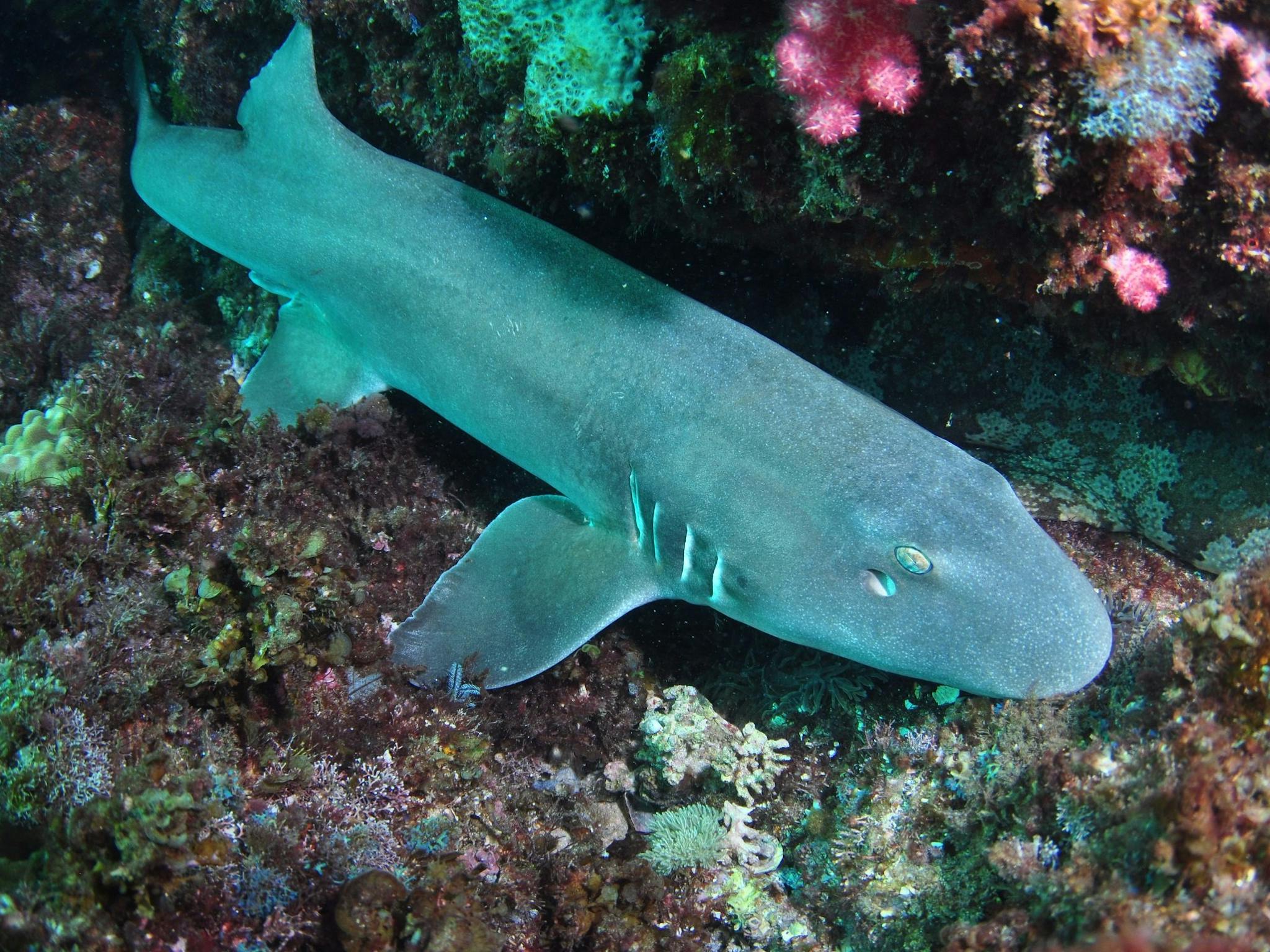 Middle Reef Dive Site