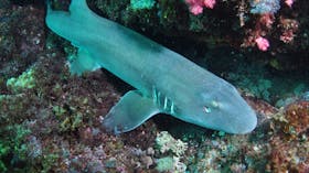 Middle Reef Dive Site