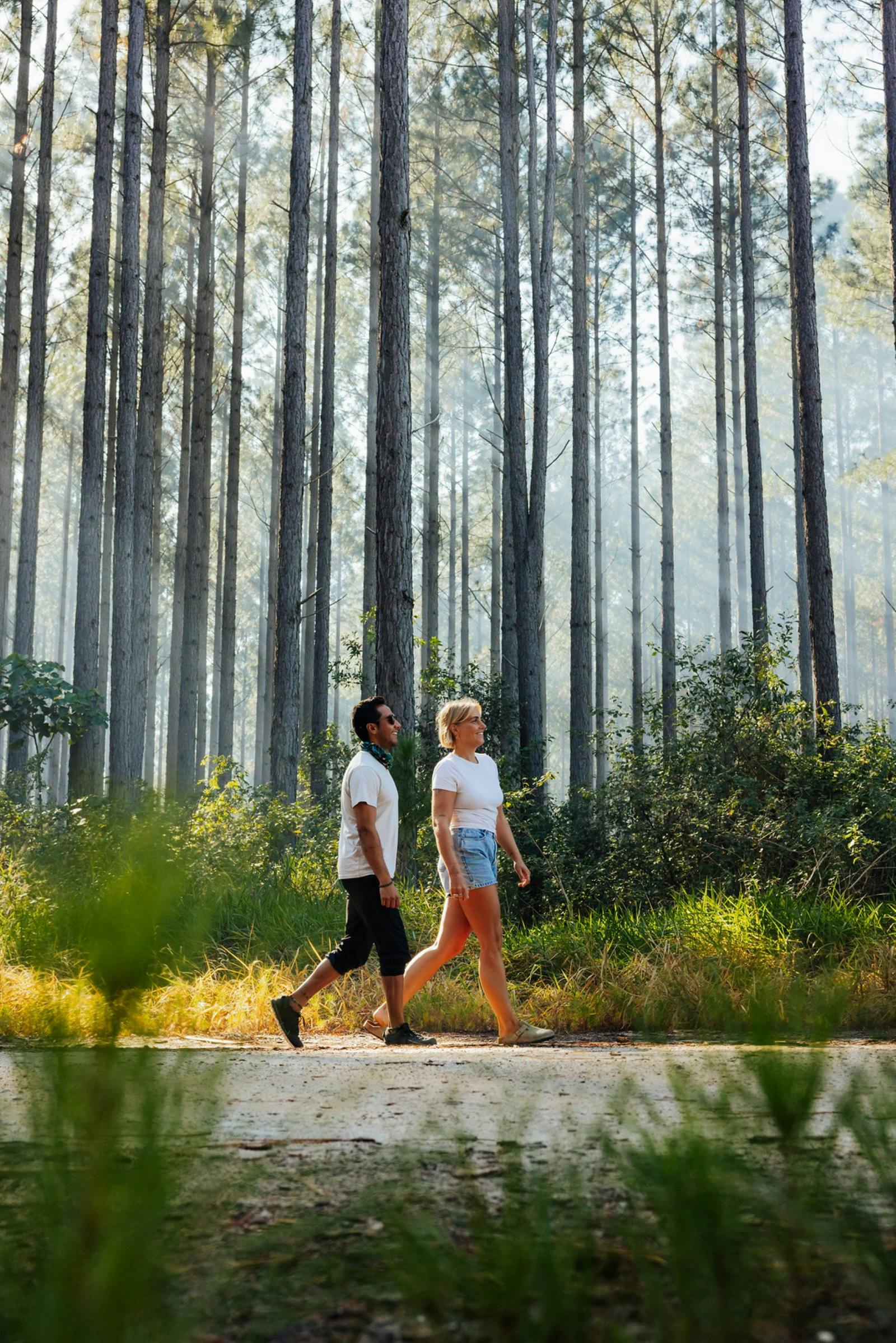 Toolara State Forest