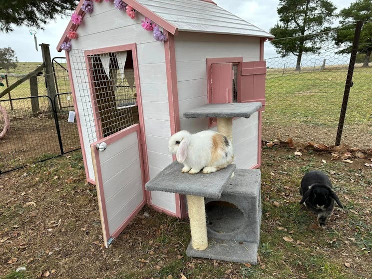 Rabbit hut, pink and white house, white rabbit
